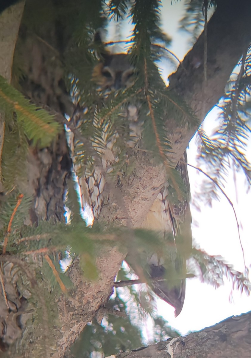 Long-eared Owl - ML630090223
