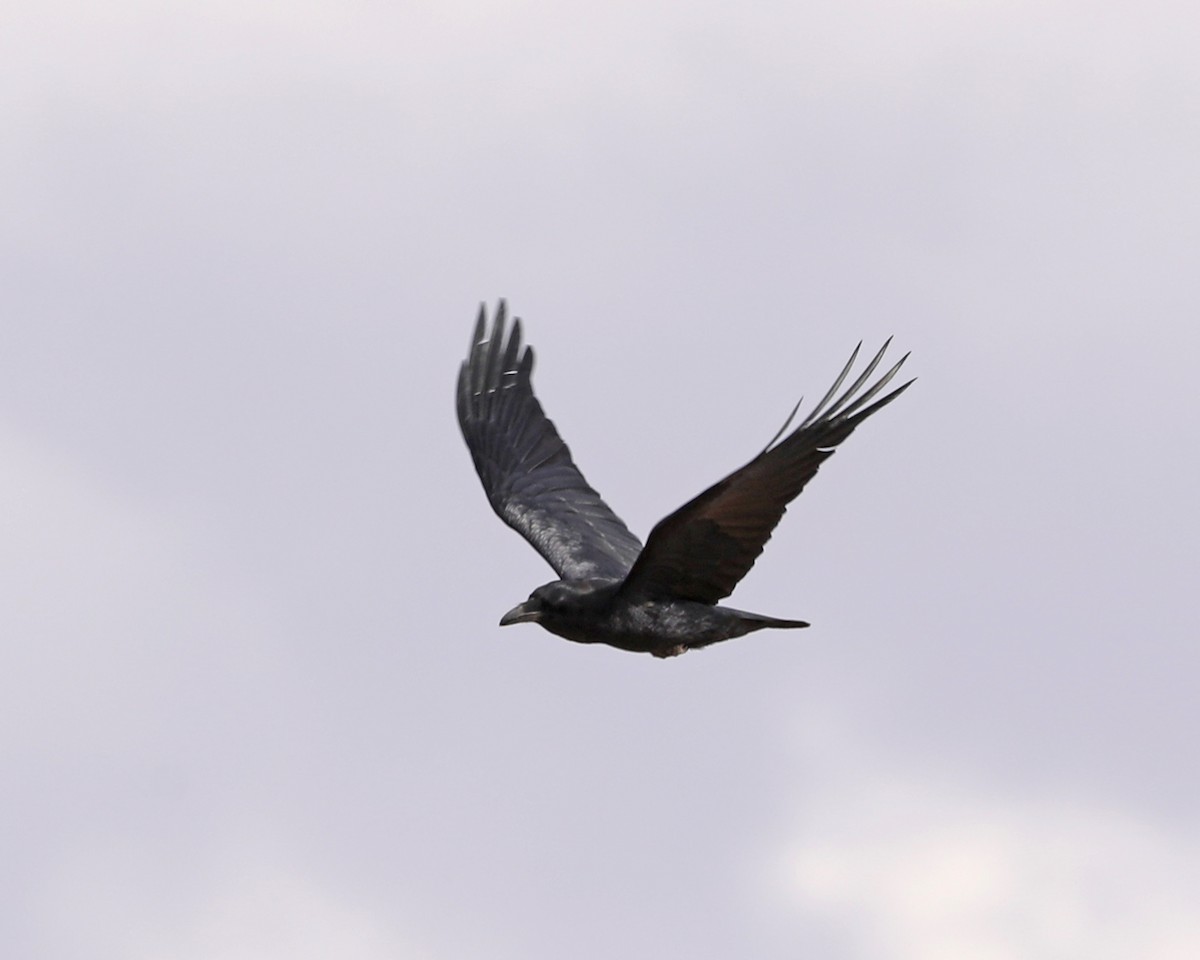 Common Raven - ML630090231
