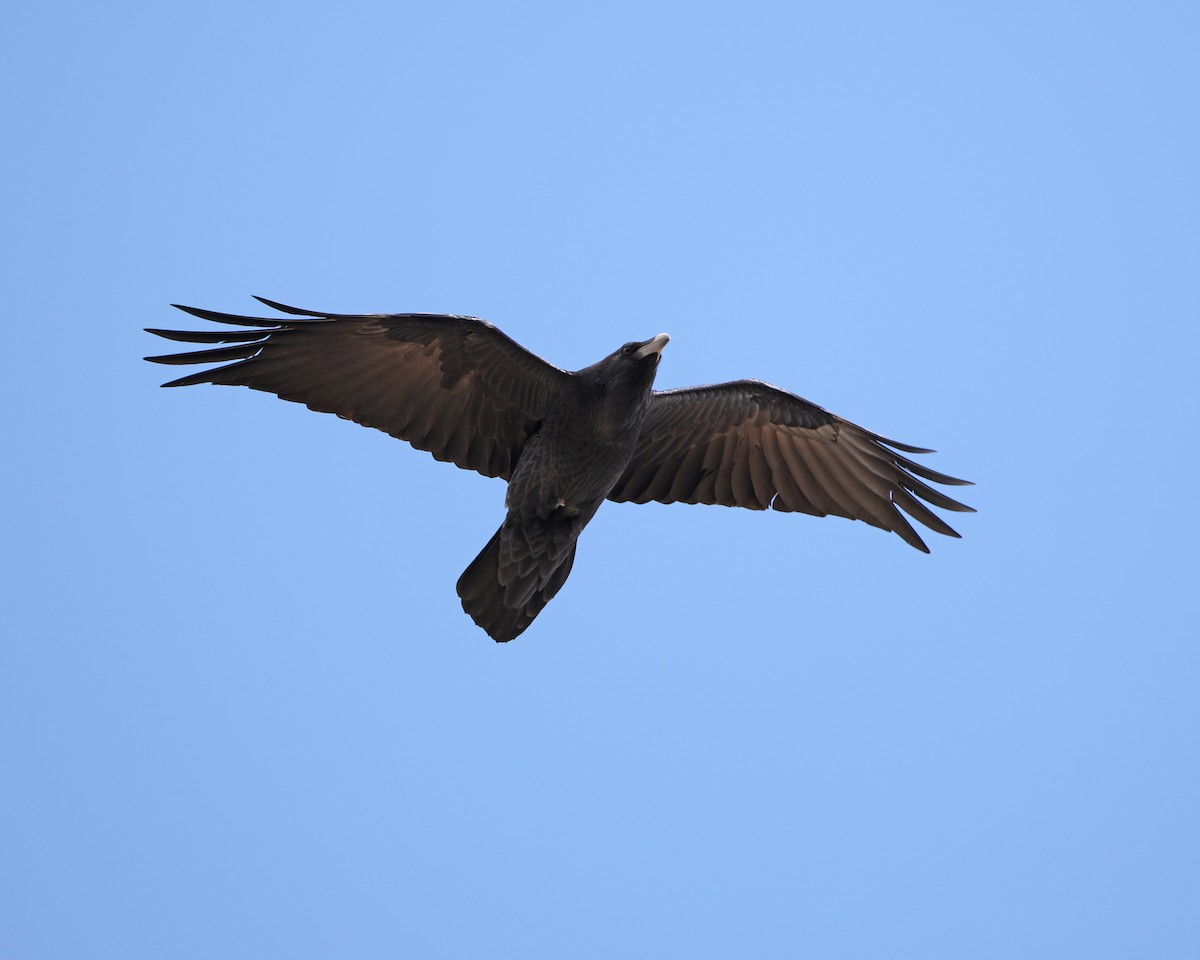 Common Raven - ML630090232