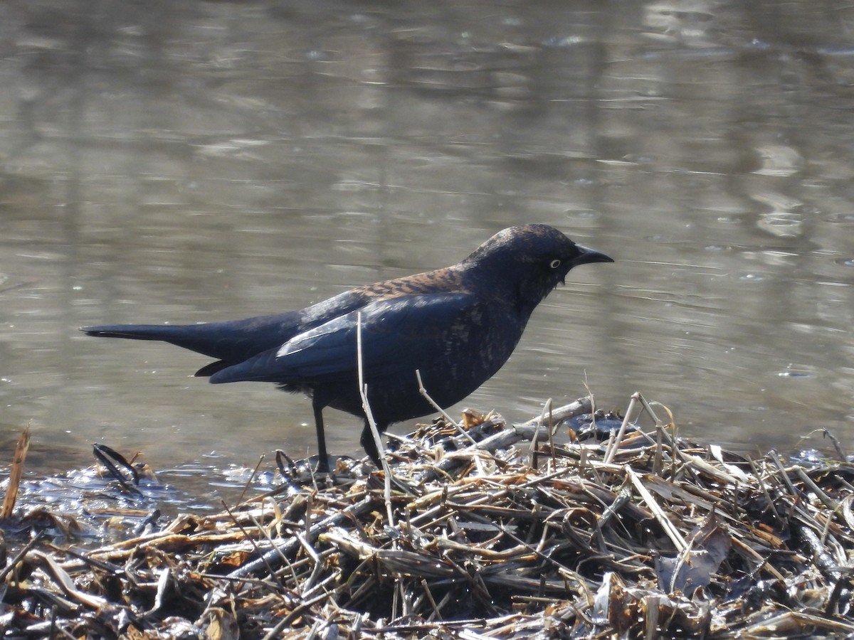 Rusty Blackbird - ML630090235