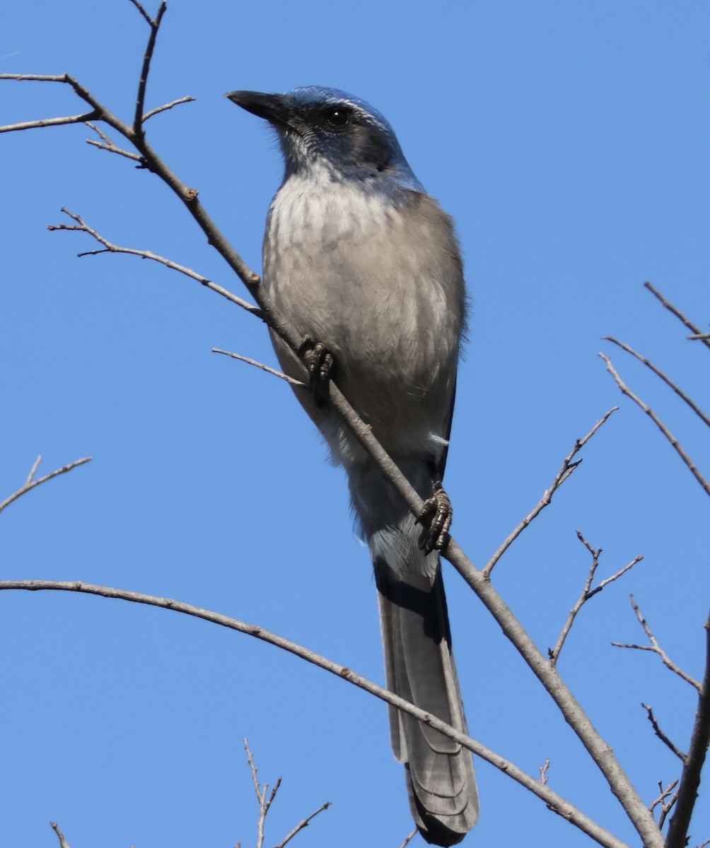 Woodhouse's Scrub-Jay - ML630090240