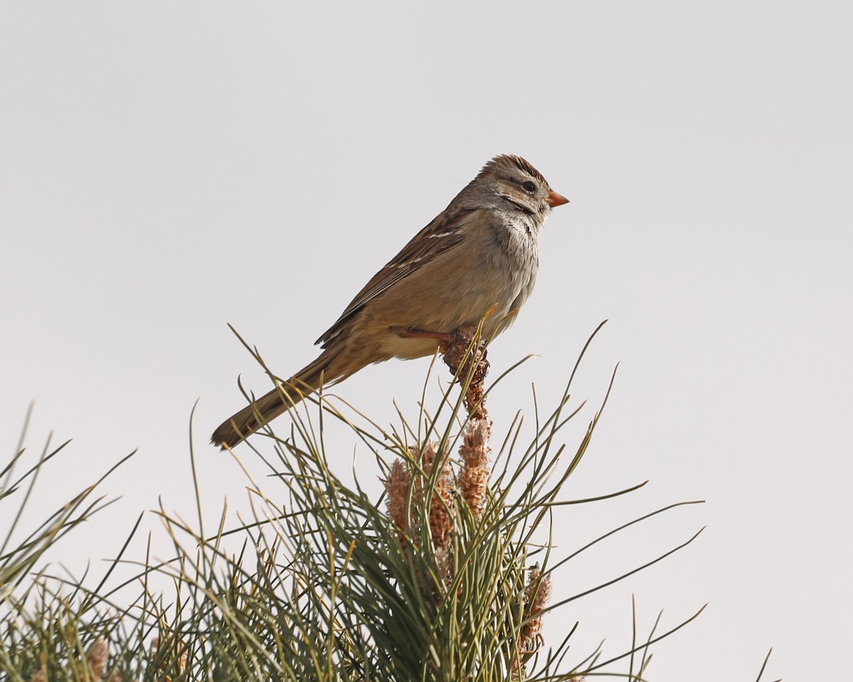 White-crowned Sparrow - ML630090243