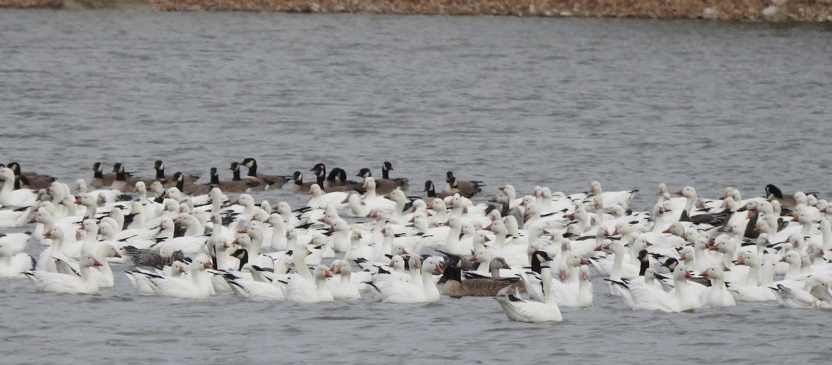 Snow Goose - ML630090273