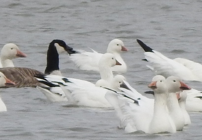 Ross's Goose - ML630090322