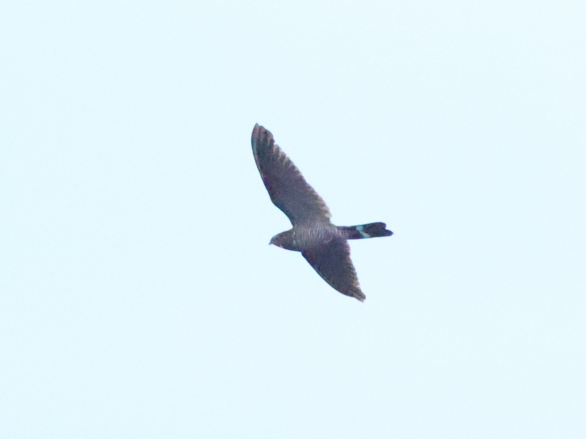 Band-tailed Nighthawk - ML630090491