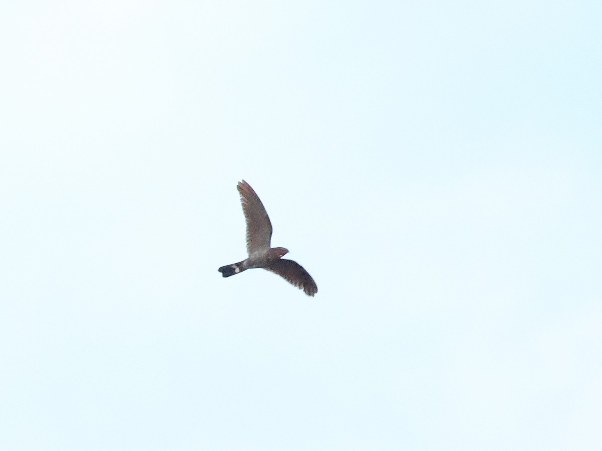 Band-tailed Nighthawk - ML630090492
