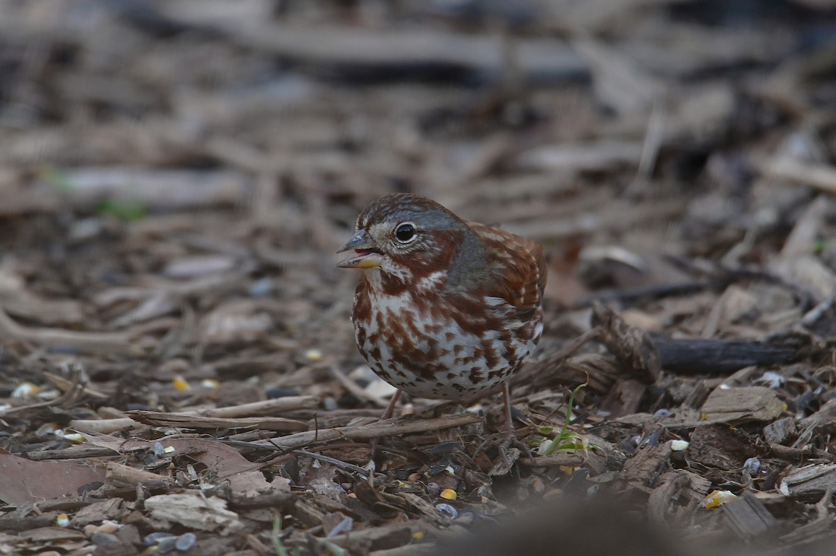 Fox Sparrow - ML630090536