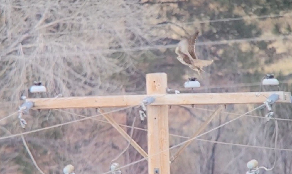 Prairie Falcon - ML630090550