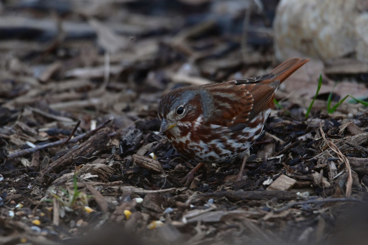 Fox Sparrow - ML630090554