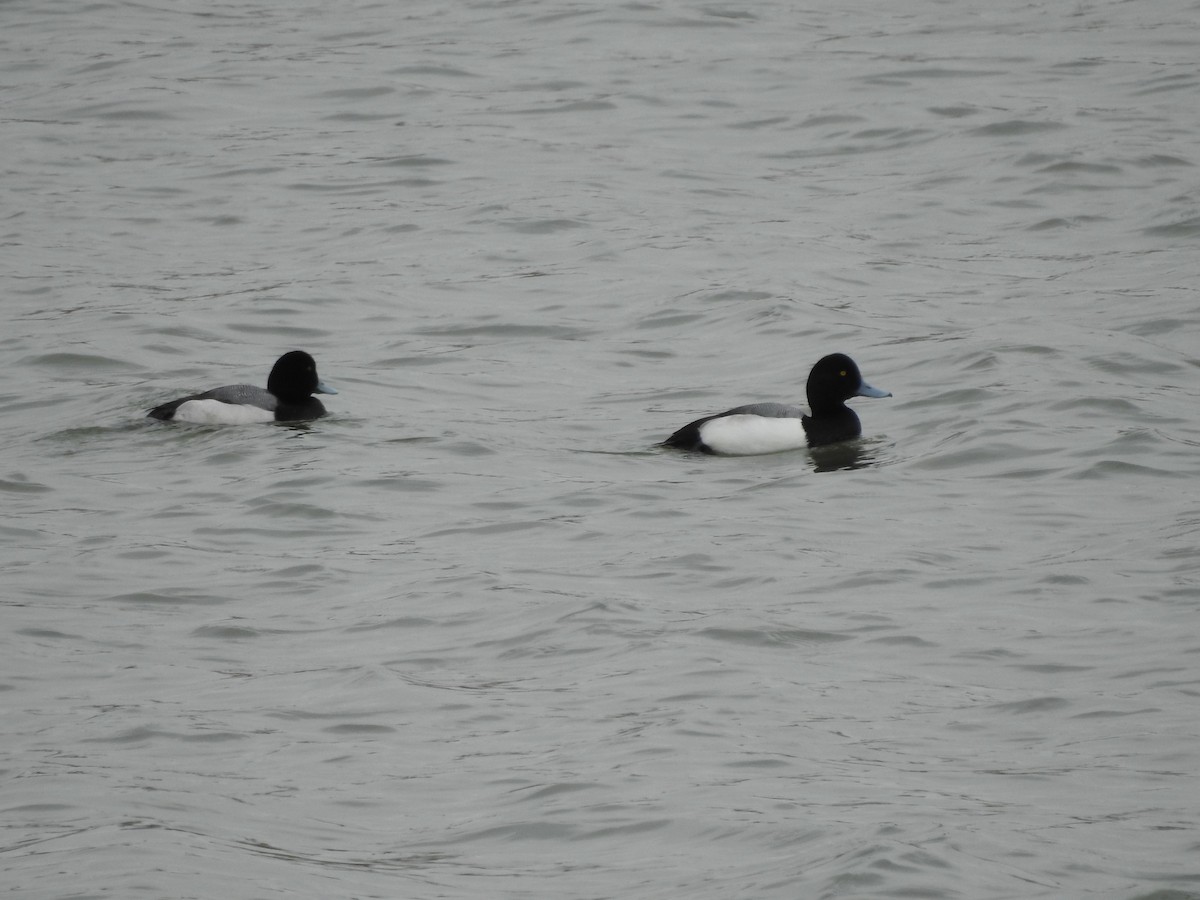 Greater Scaup - ML630090595