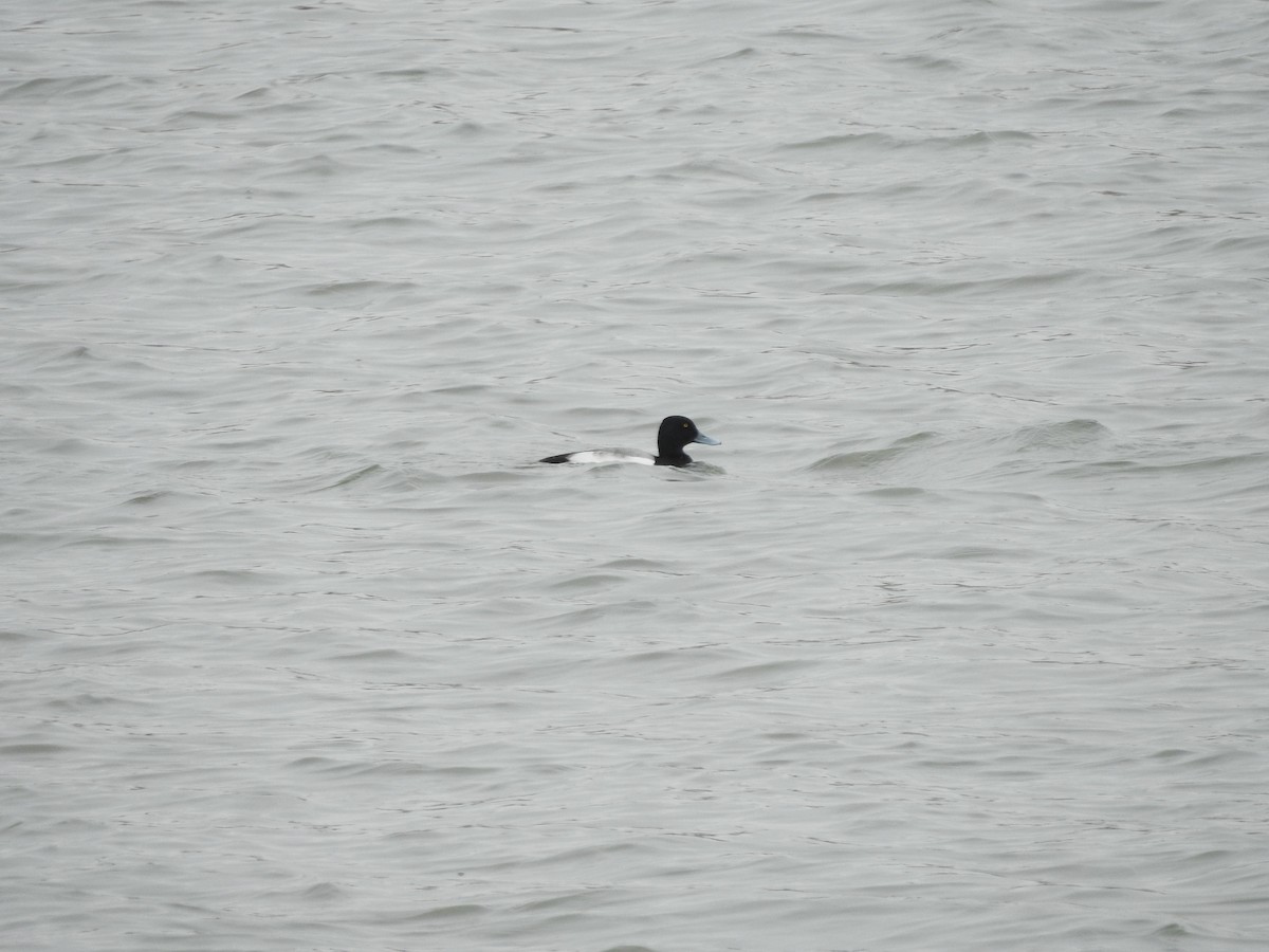 Greater Scaup - ML630090596