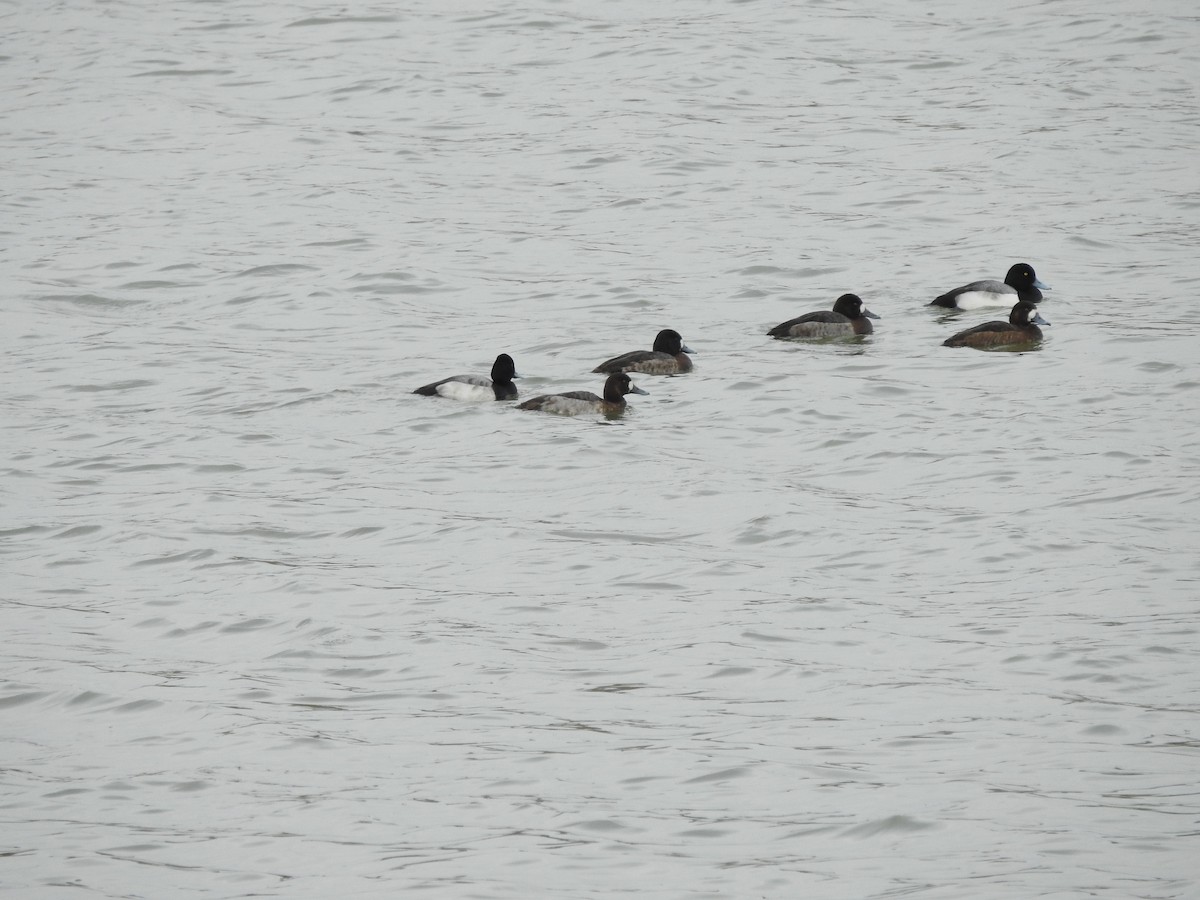 Lesser Scaup - ML630090599
