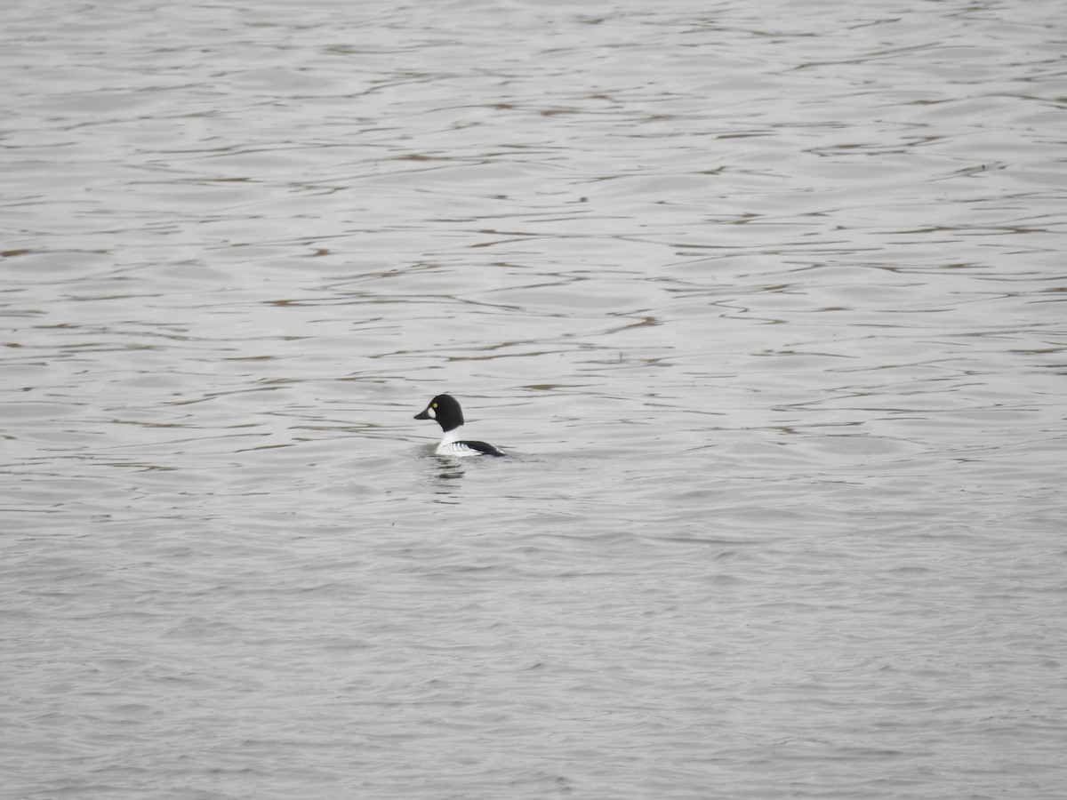 Common Goldeneye - ML630090665
