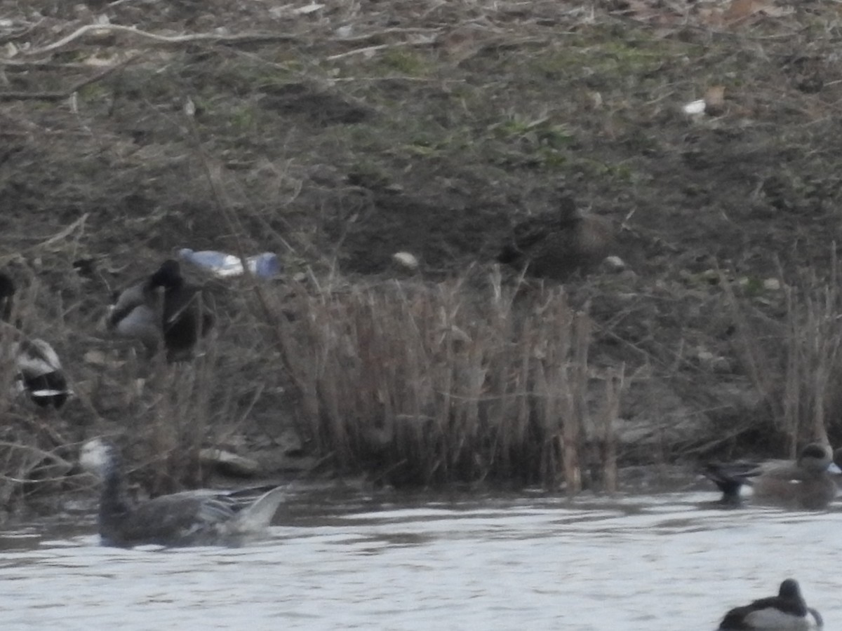 Ring-necked Duck - ML630090727