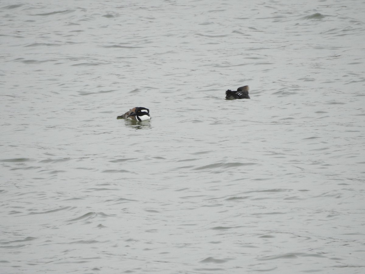 Hooded Merganser - ML630090758