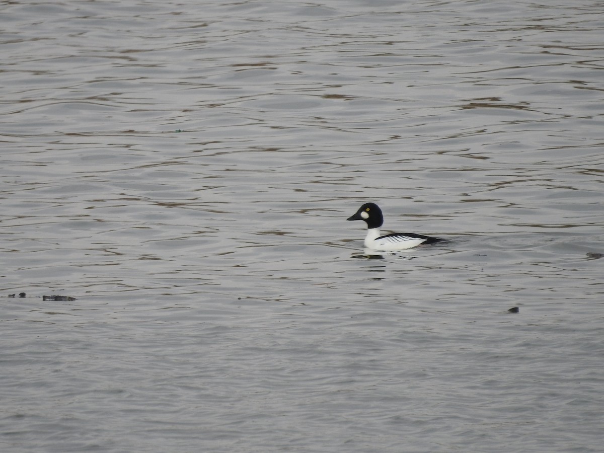 Common Goldeneye - ML630090769