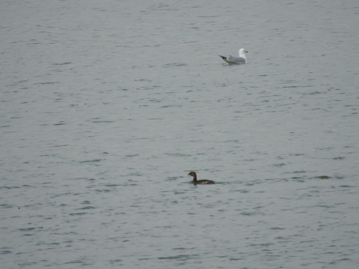 Pied-billed Grebe - ML630090798