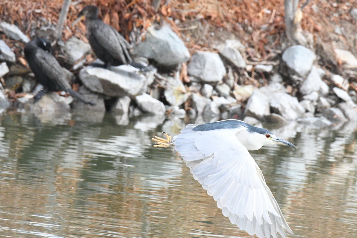 Black-crowned Night Heron - ML630091082
