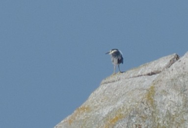 Black-crowned Night Heron - ML63009131