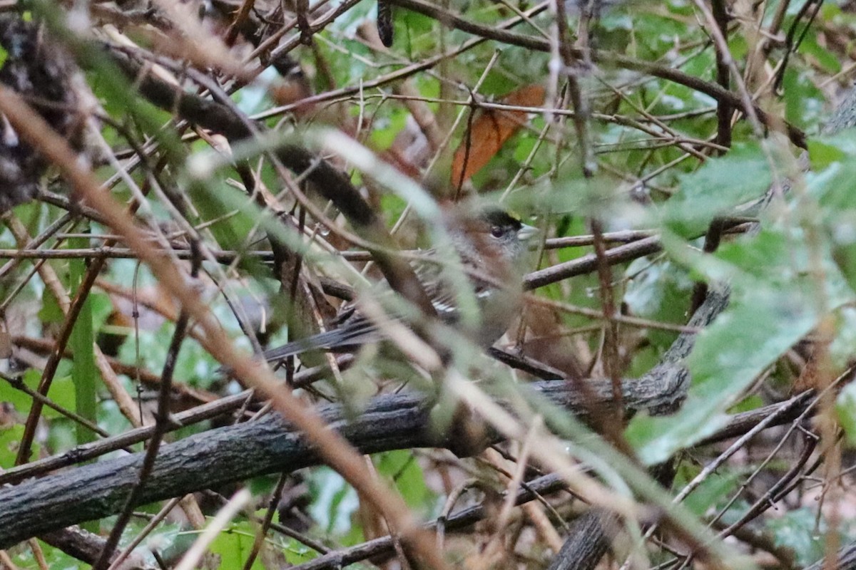 Golden-crowned Sparrow - ML630091353