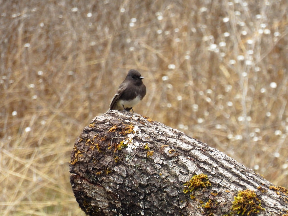 Black Phoebe - ML630091386