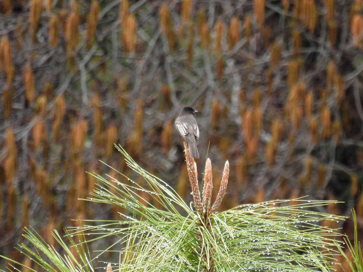 Black Phoebe - ML630091407