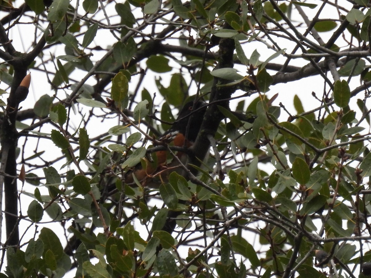 Spotted Towhee - ML630091423