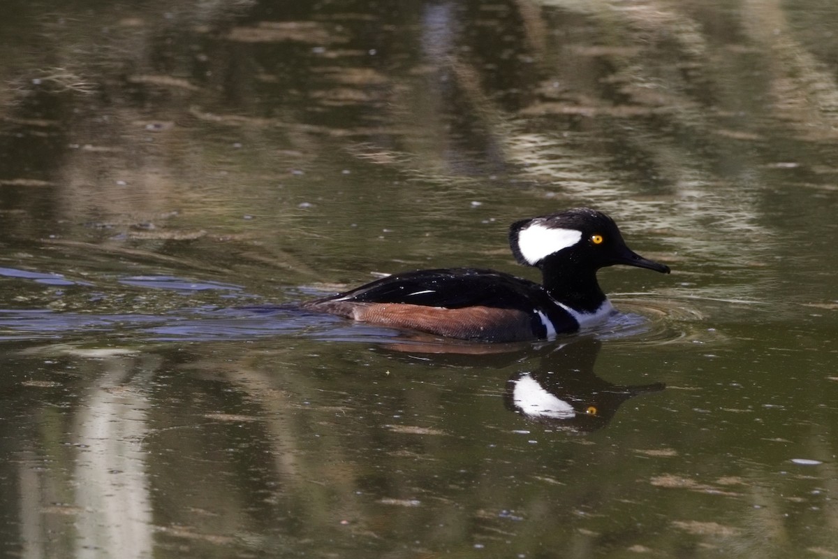 Hooded Merganser - ML630091505