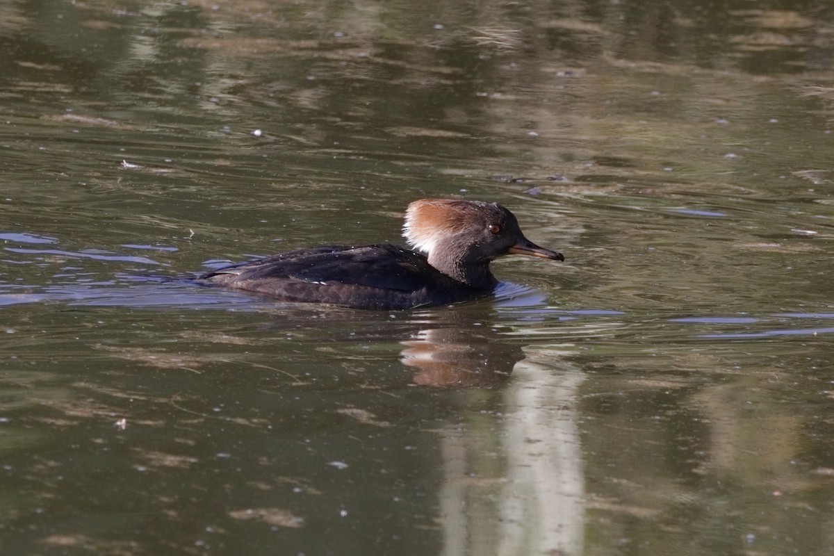 Hooded Merganser - ML630091506