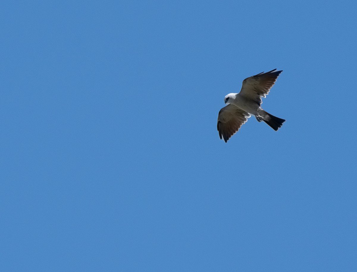 Mississippi Kite - ML630091567