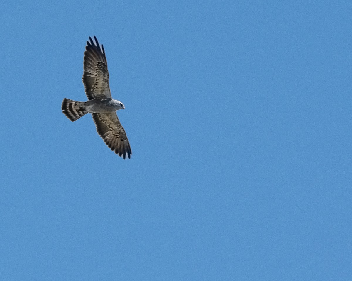 Mississippi Kite - ML630091568