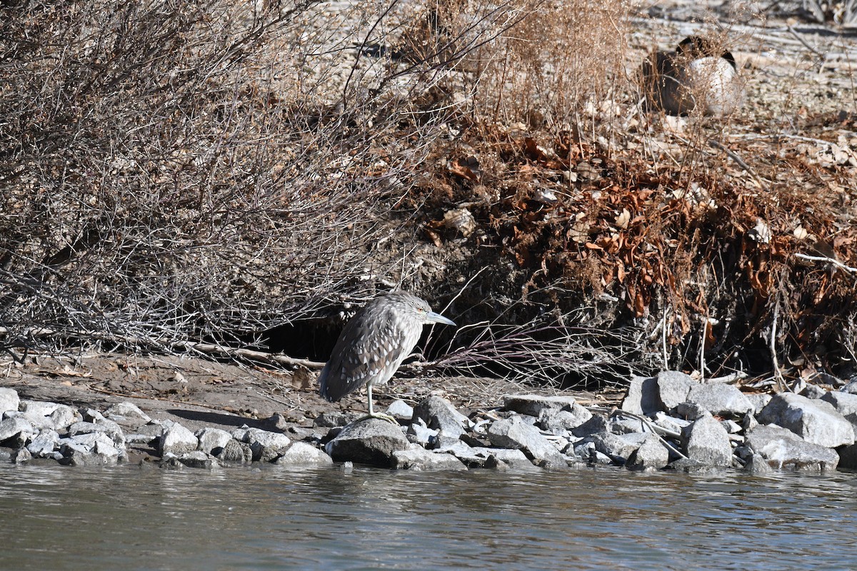 Black-crowned Night Heron - ML630091606