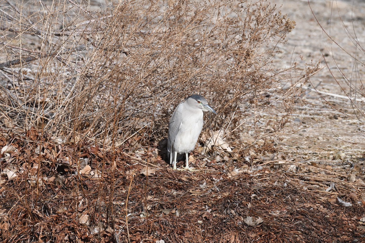 Black-crowned Night Heron - ML630091616
