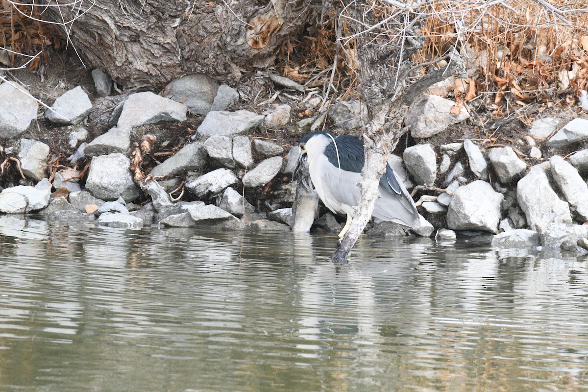 Black-crowned Night Heron - ML630091667