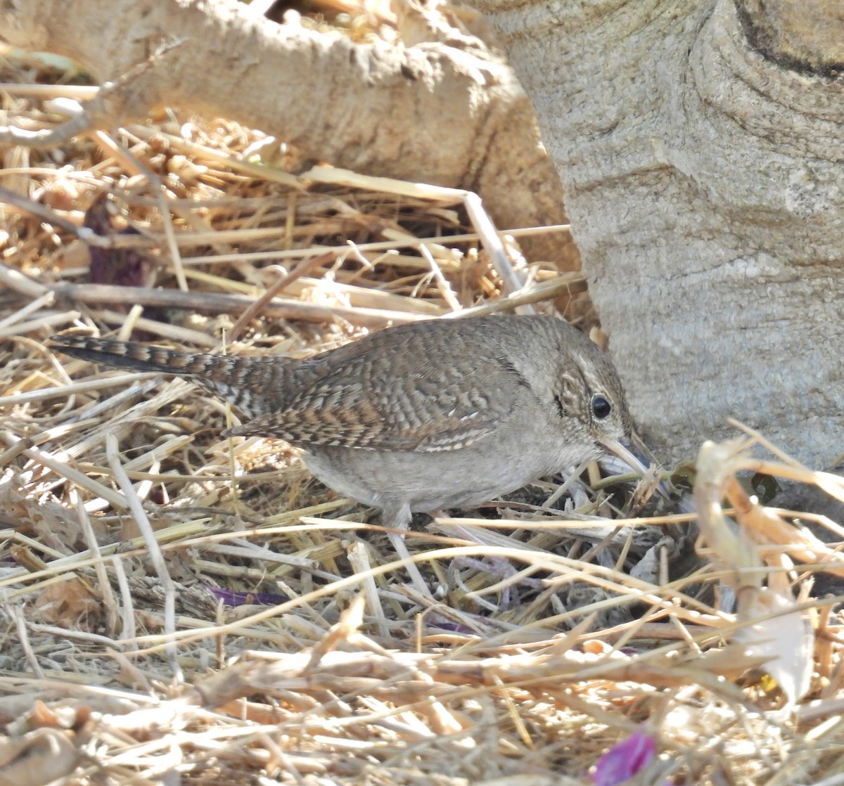 Northern House Wren - ML630091669