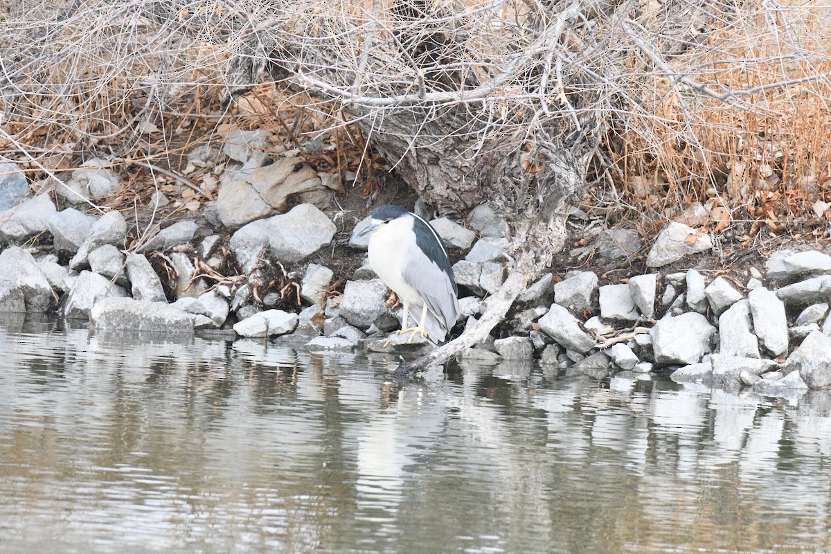 Black-crowned Night Heron - ML630091680