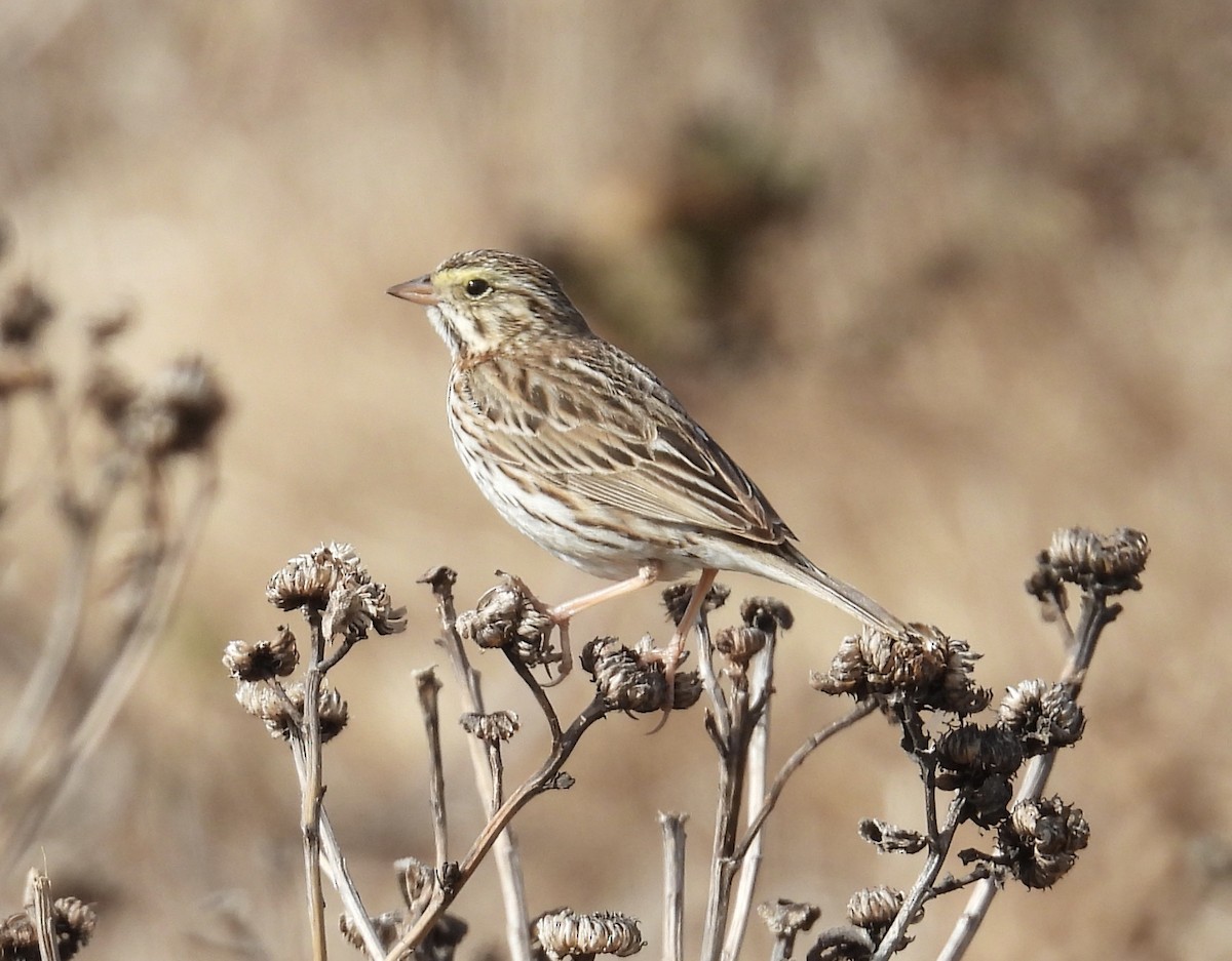 Savannah Sparrow (Savannah) - ML630091691