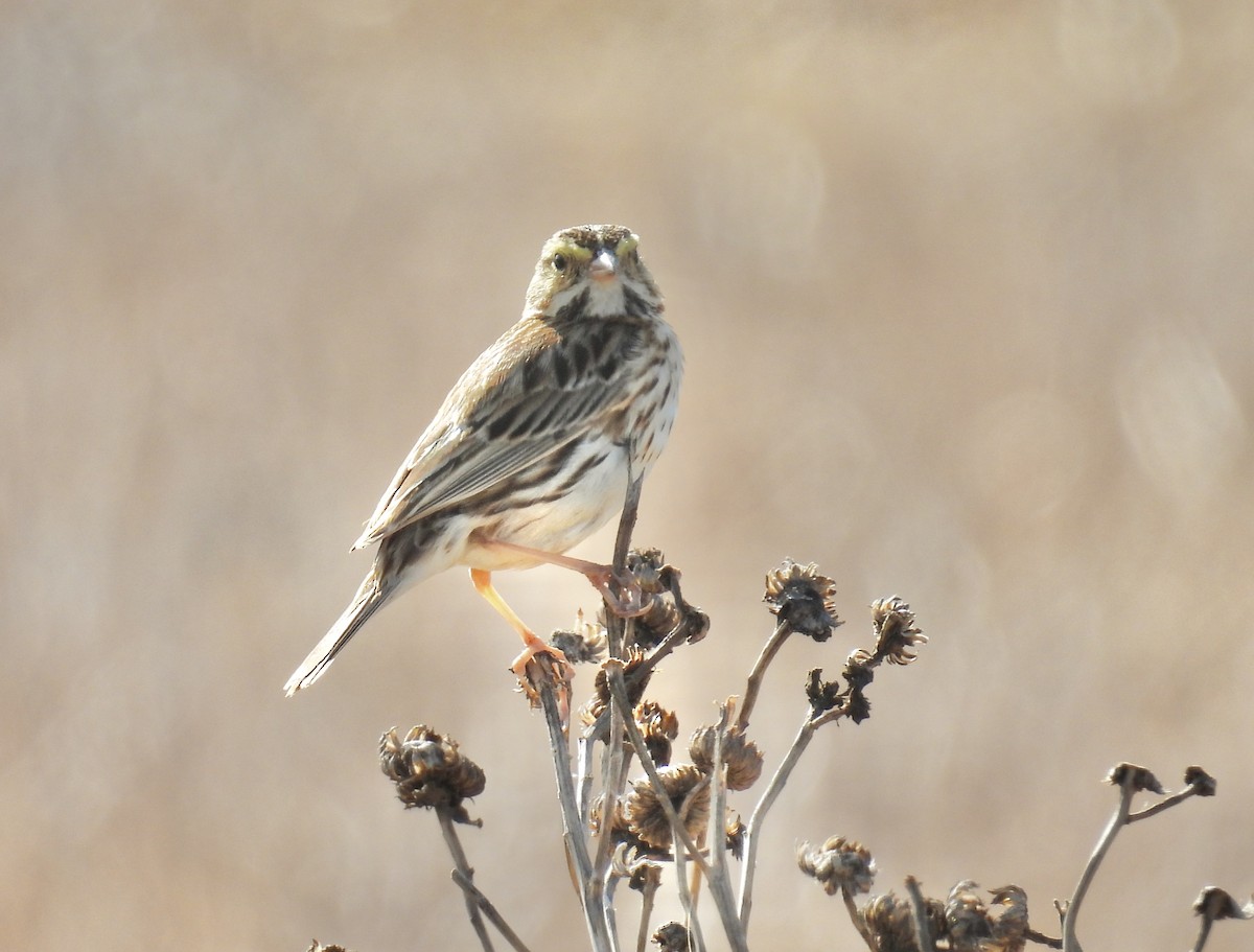 Savannah Sparrow (Savannah) - ML630091694