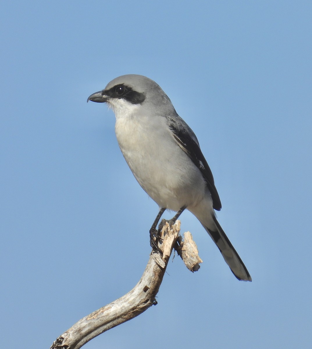 Loggerhead Shrike - ML630091717