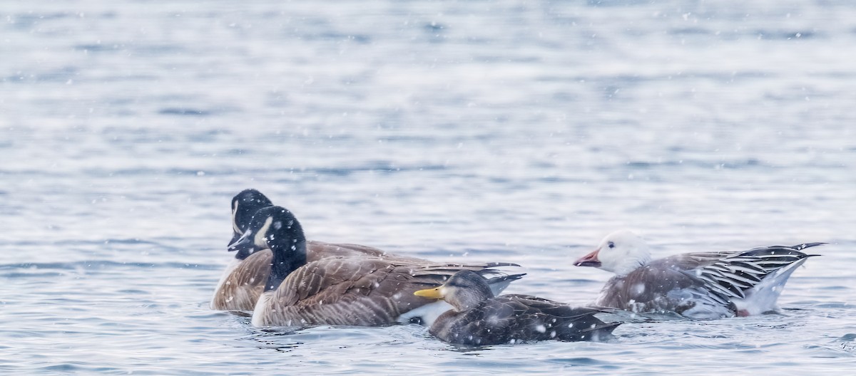 Snow Goose - ML630091771