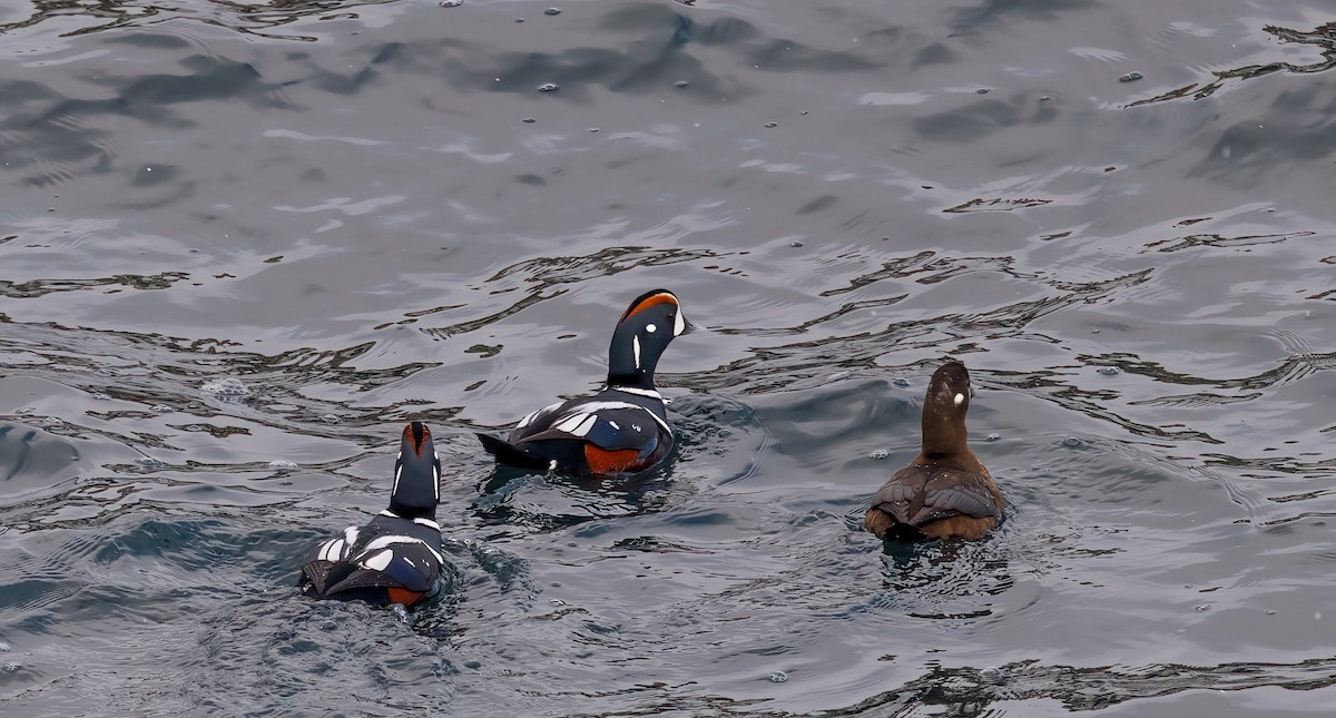 Harlequin Duck - ML630091814