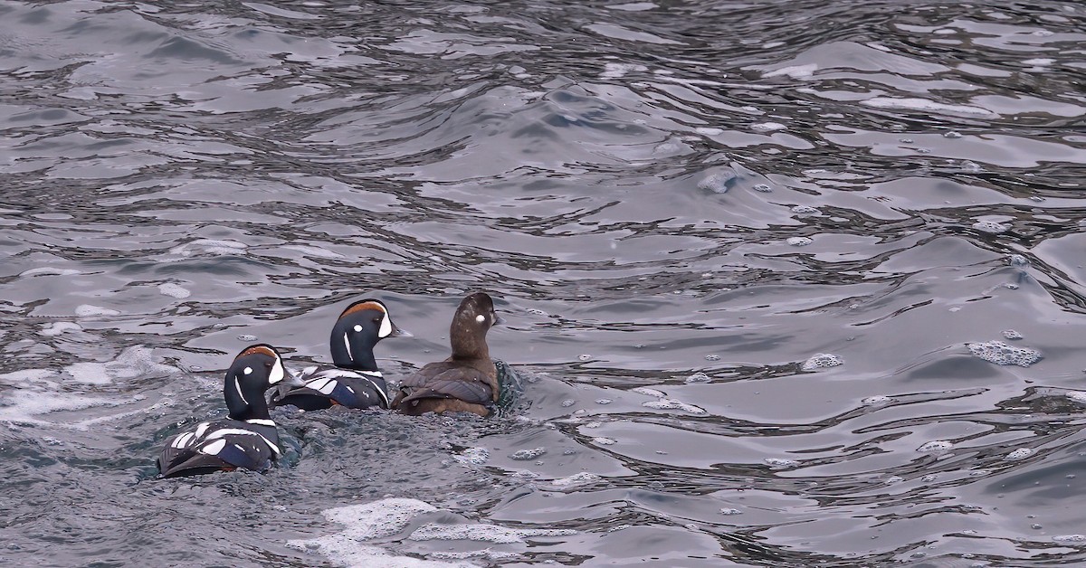 Harlequin Duck - ML630091822