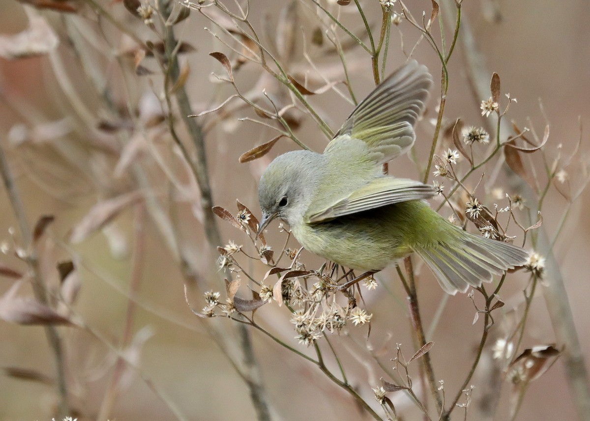 Orange-crowned Warbler - ML630091859
