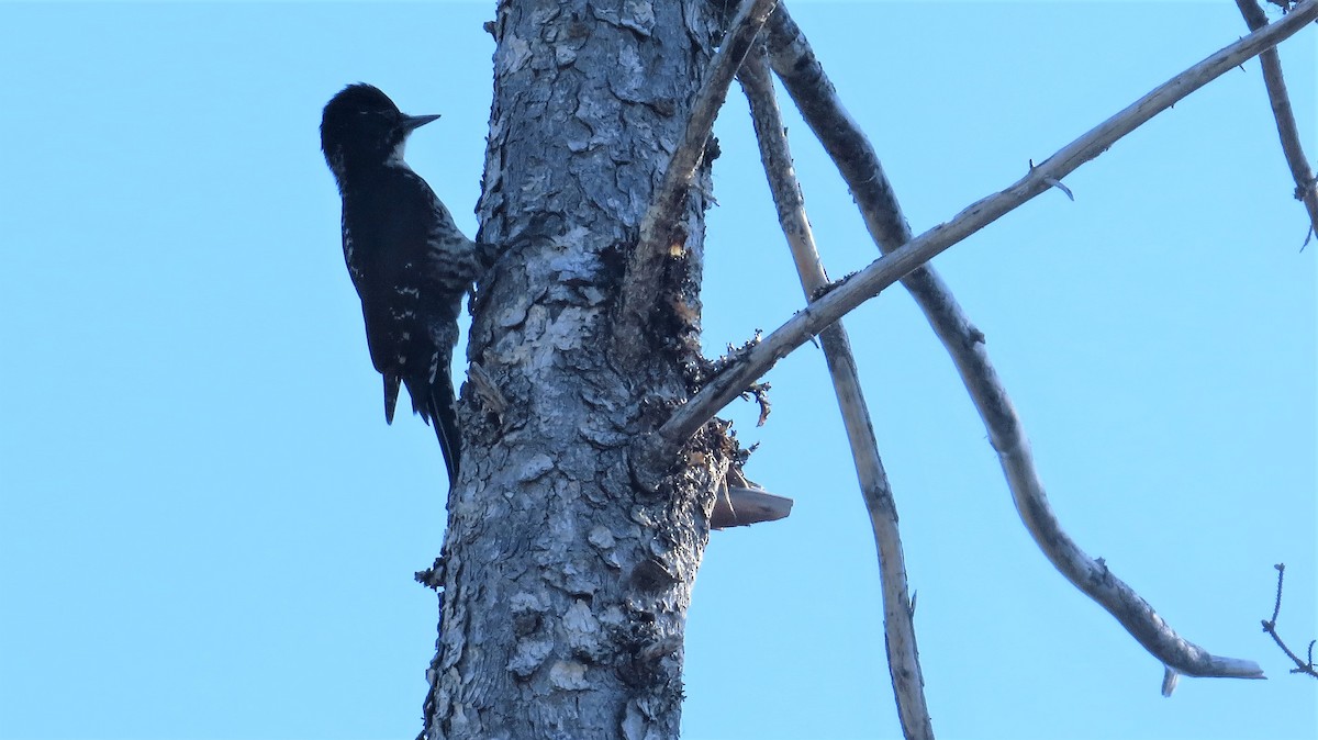 American Three-toed Woodpecker - Barry Day