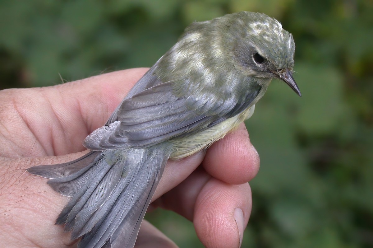 Black-throated Blue Warbler - Allen Chartier