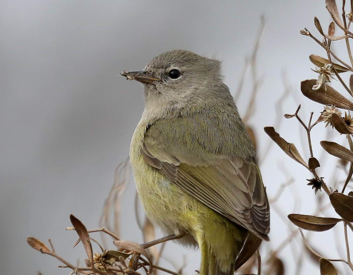 Orange-crowned Warbler - ML630091953