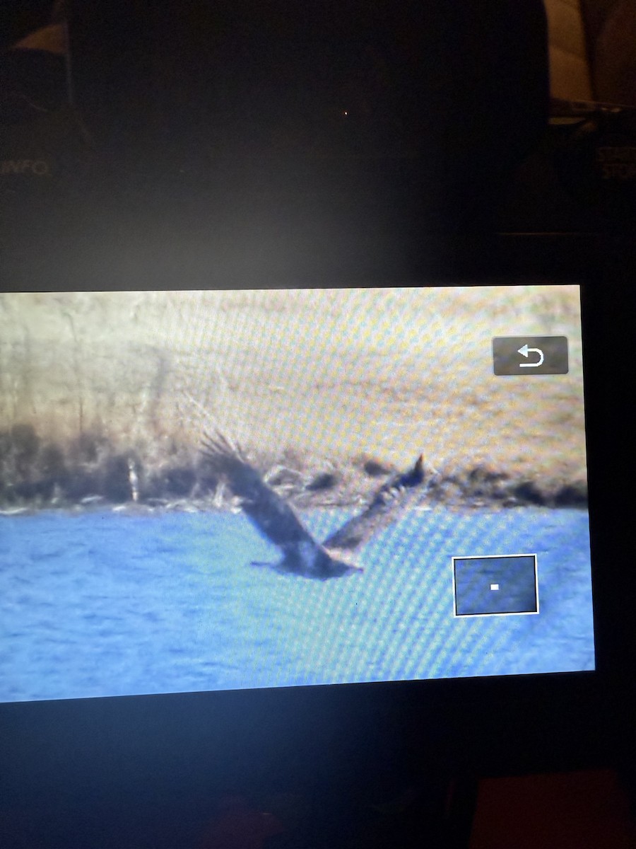 Bald Eagle - ML630092023