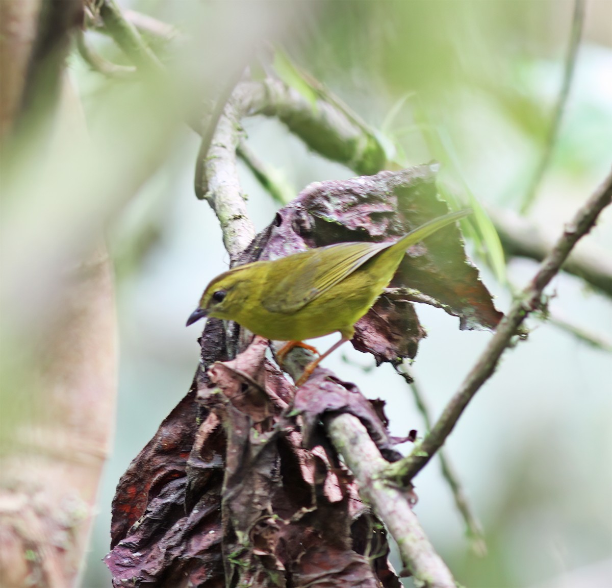 Choco Warbler - ML630092189