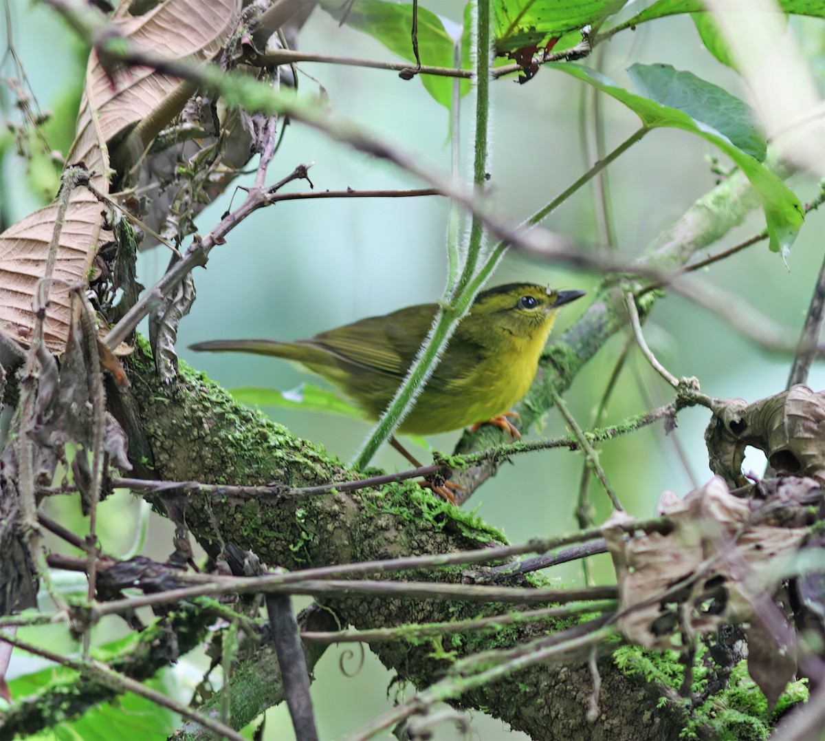 Choco Warbler - ML630092190