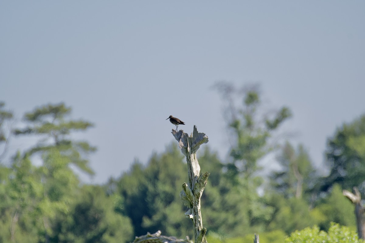 Willet - ML630092297